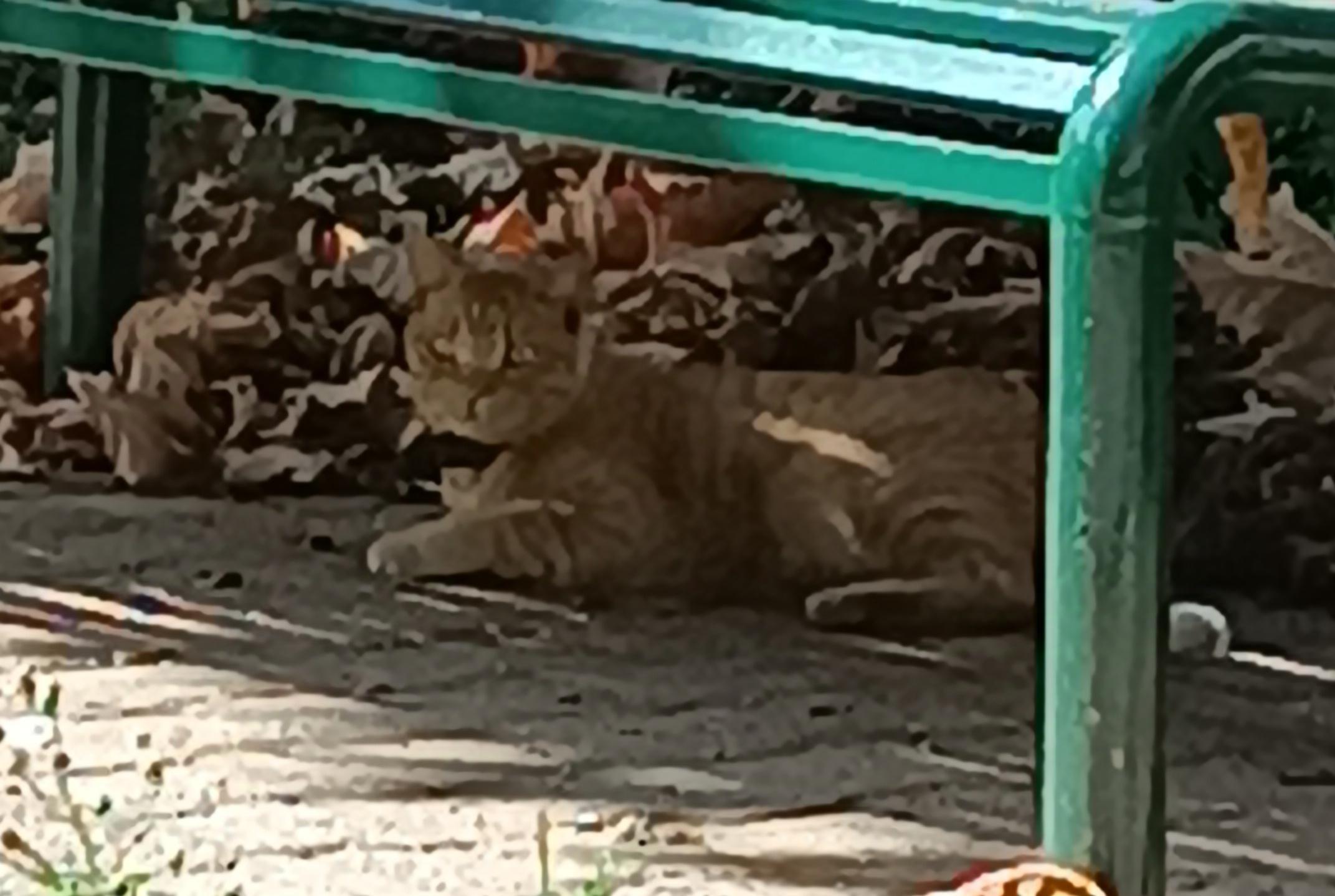 Gattino Trovato