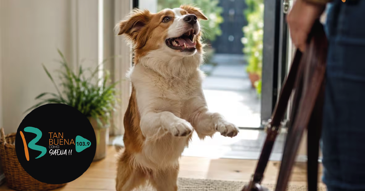 La emoción excesiva de tu perro al verte no es felicidad, sino un síntoma de ansiedad por separación que puede dañar su corazón