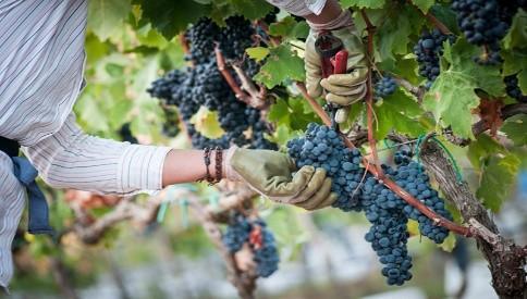 I sapori della vendemmia in Abruzzo