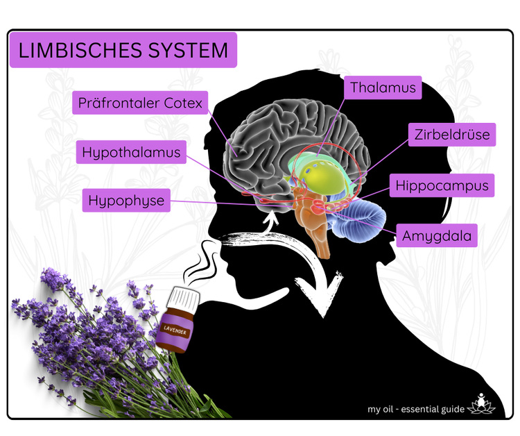 Das Limbische System