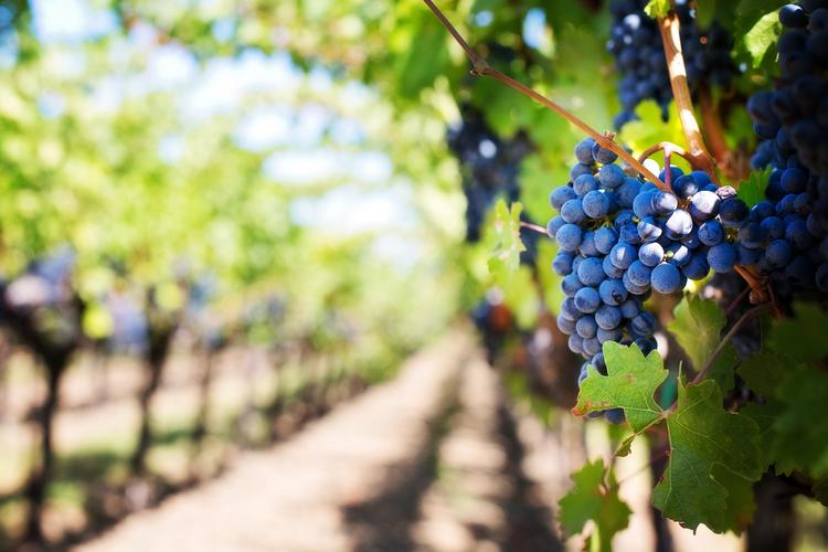 Offres d'emploi viticulture