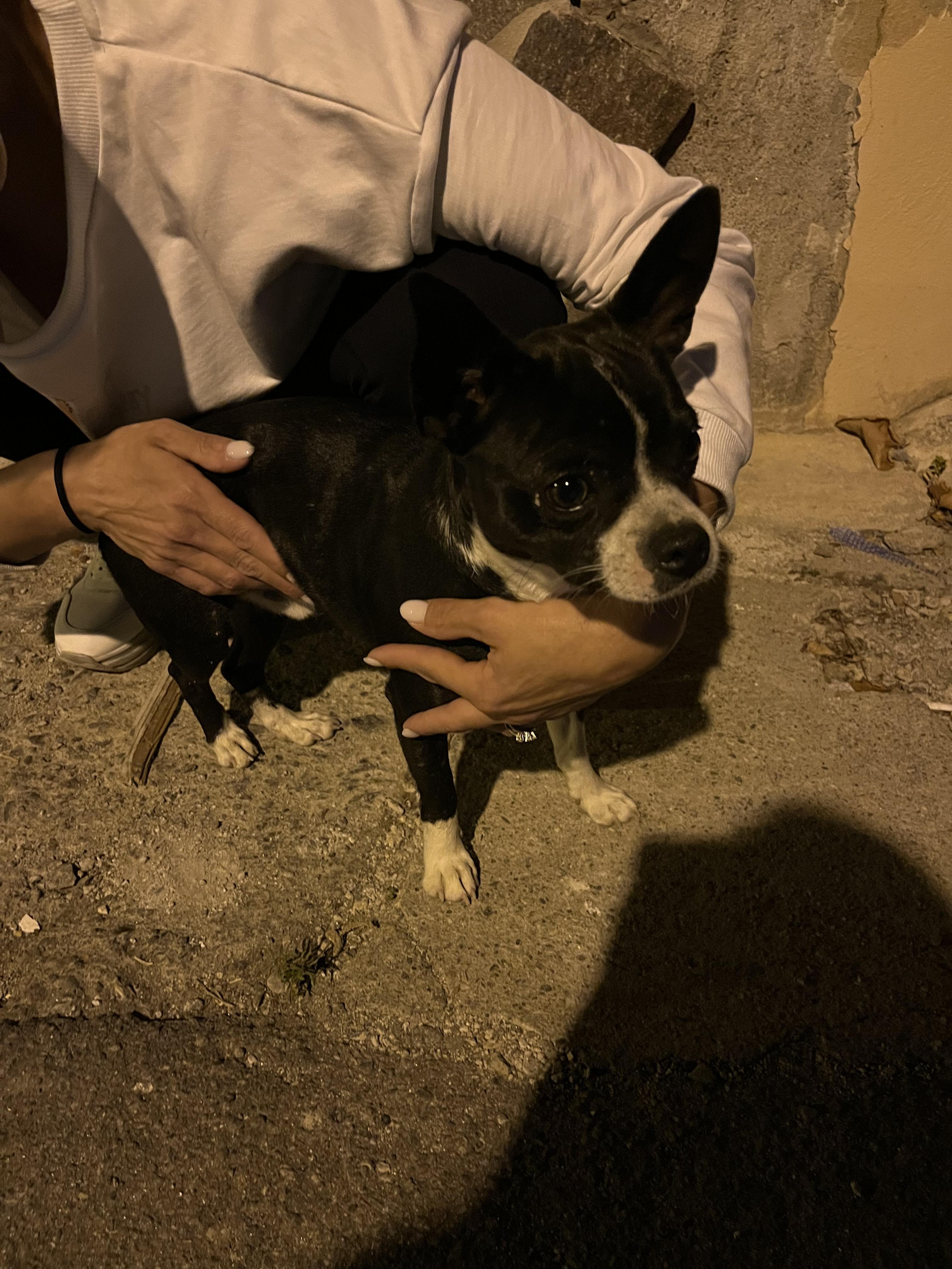 Trovato cagnolino