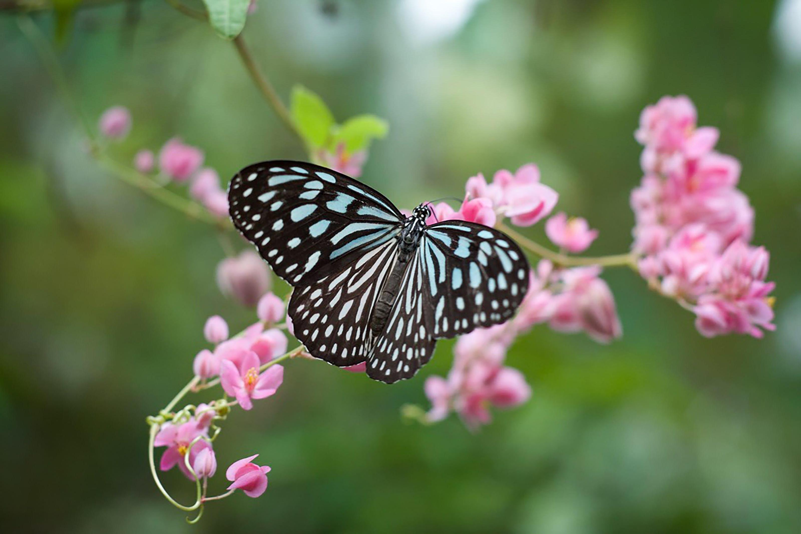 The Chrysalis of Transformation