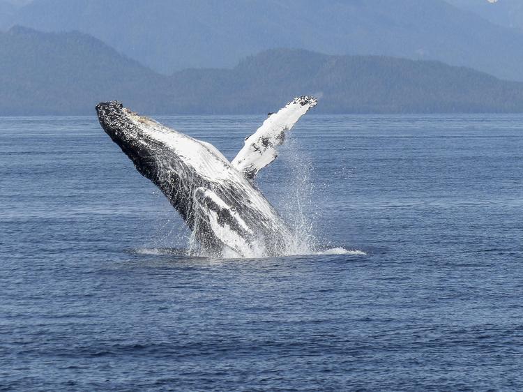 Il mare che non dorme mai: alla scoperta dei cetacei residenti tra Tenerife e La Gomera