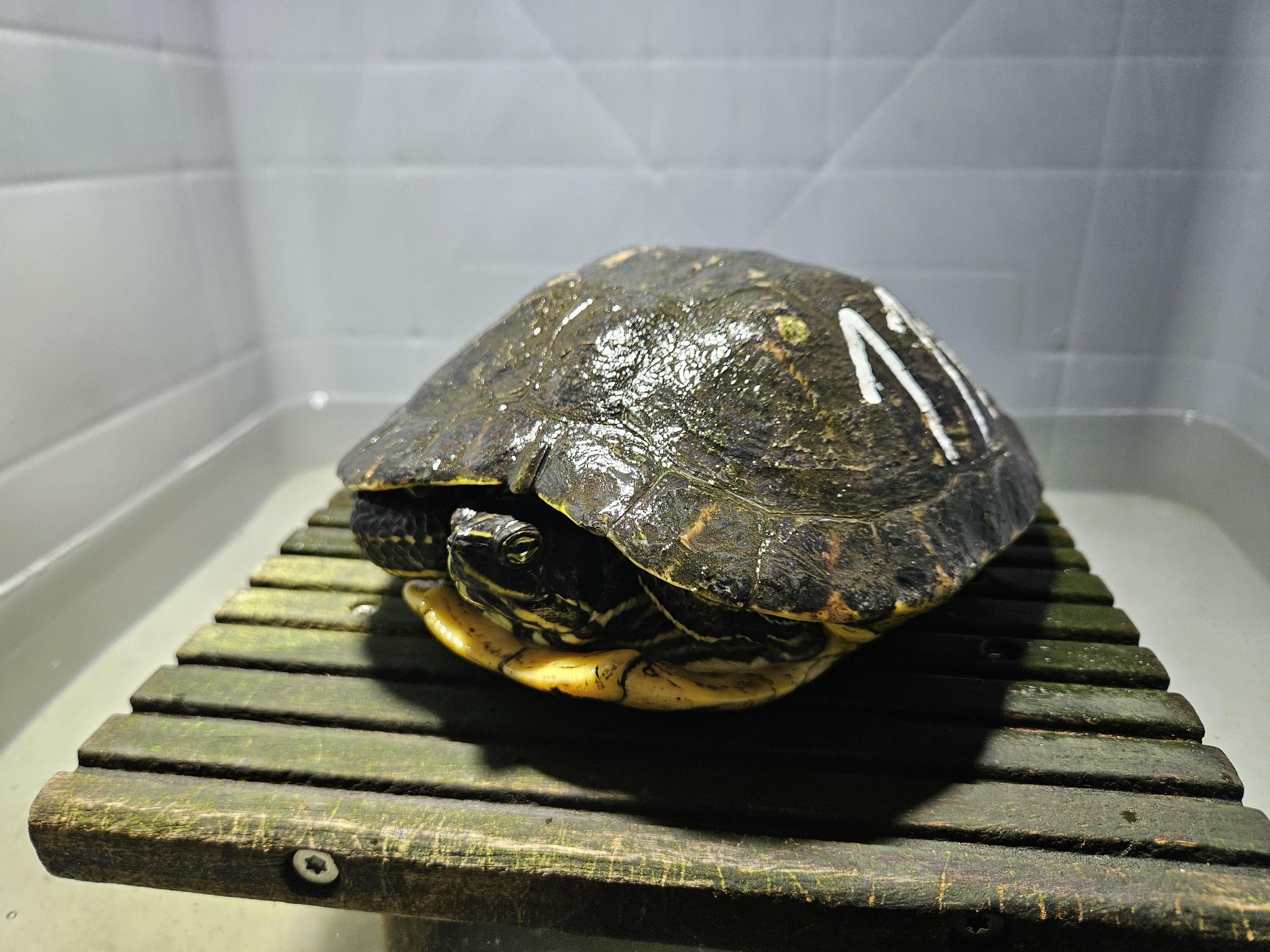 Leiferde:🐢 Wasserschildkröte gefunden