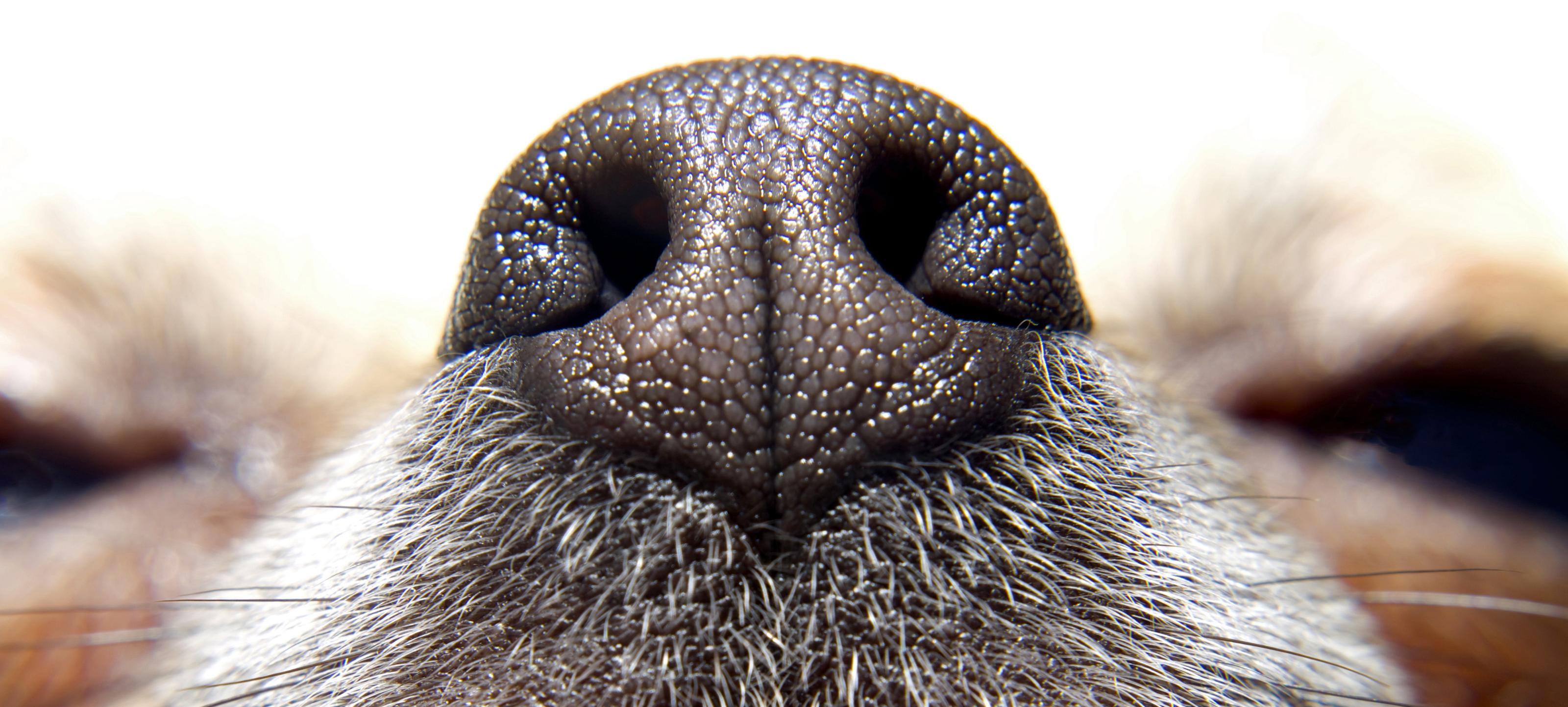 Spelen met je hond? denk eens aan neuswerk!