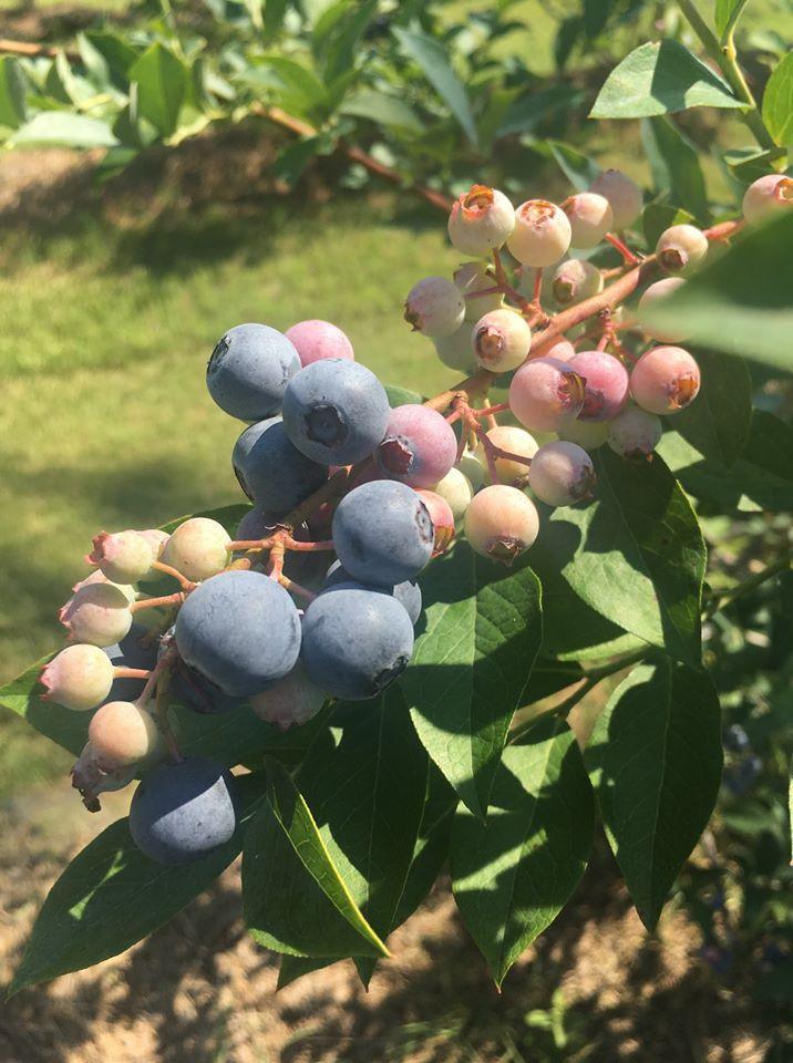 2023 Blueberry Roundup