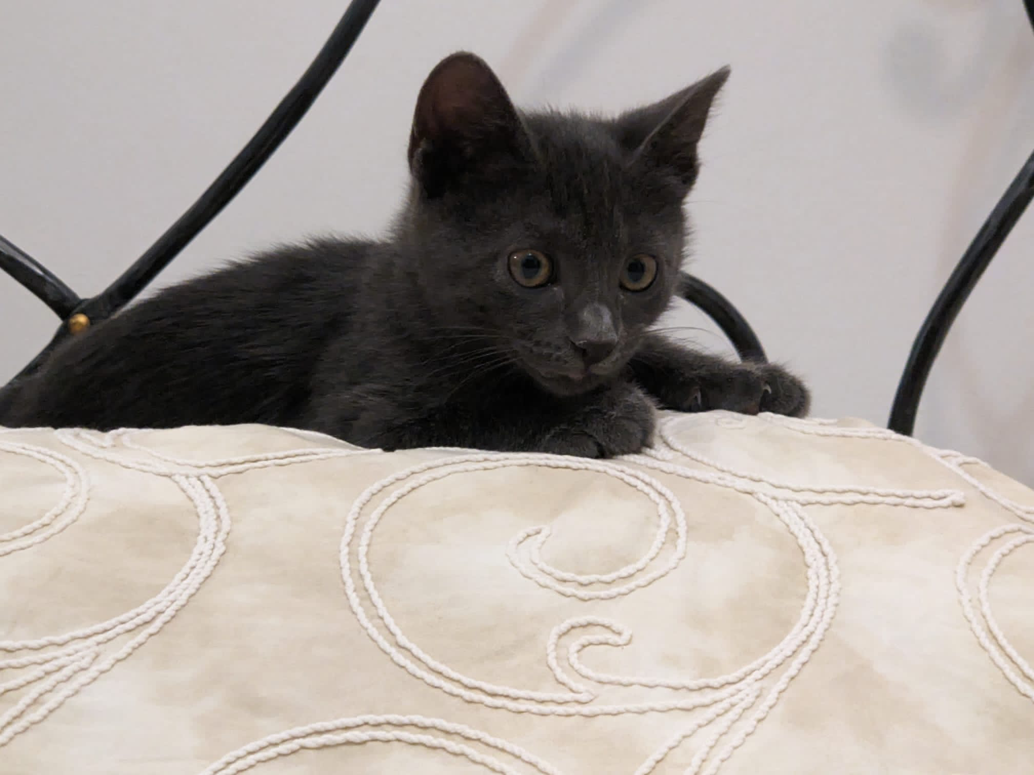 Gattino smarrito