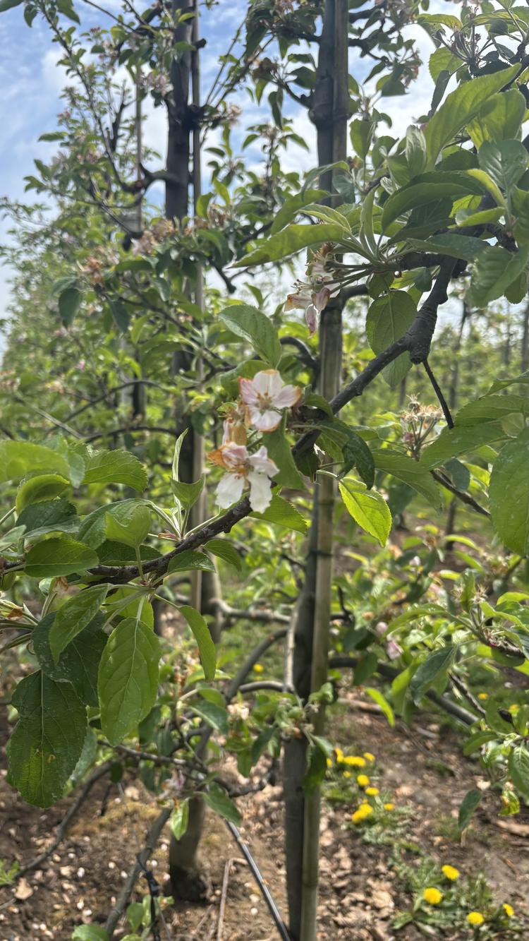 Einde bloesemperiode in zicht🌸