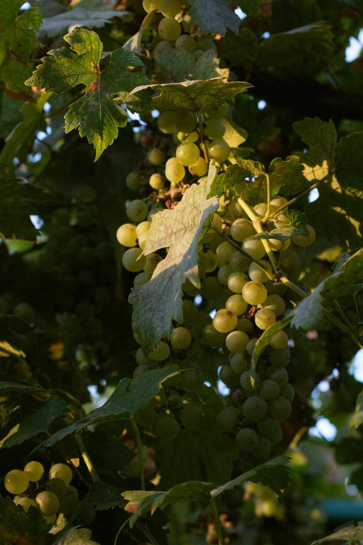 Ouvriers viticoles (permanent et saisonniers ) H/F