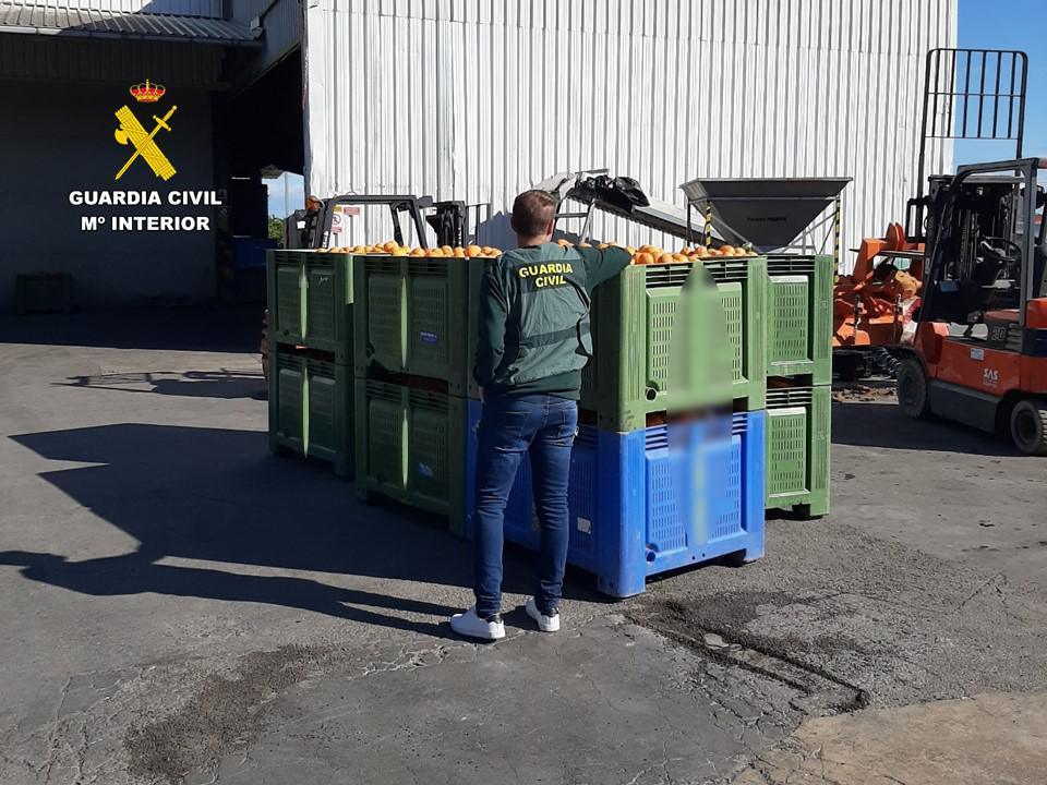 Cinco investigados por la venta ilegal de más de 33 toneladas de naranjas