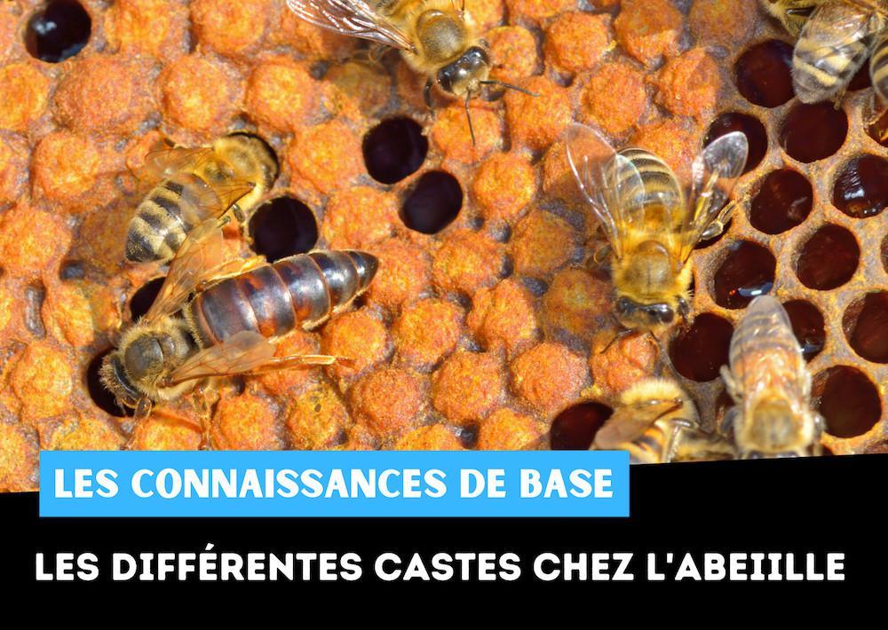 Tout sur les abeilles : caractéristiques, castes, communication