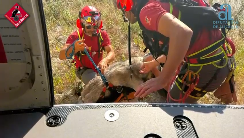 Rescatado en helicóptero un mastín de 80 kg tras desplomarse en ruta de montaña en Vall de Gallinera