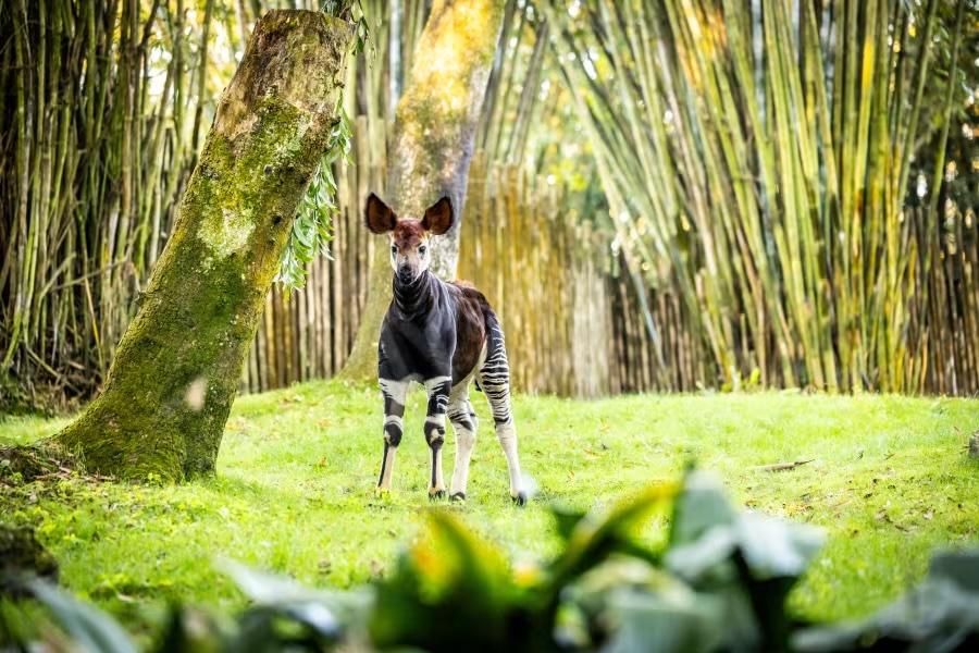 In Disneys Animal Kingdom feiert Elijah sein Debüt, der erste seit 2012 geborene Okapi
