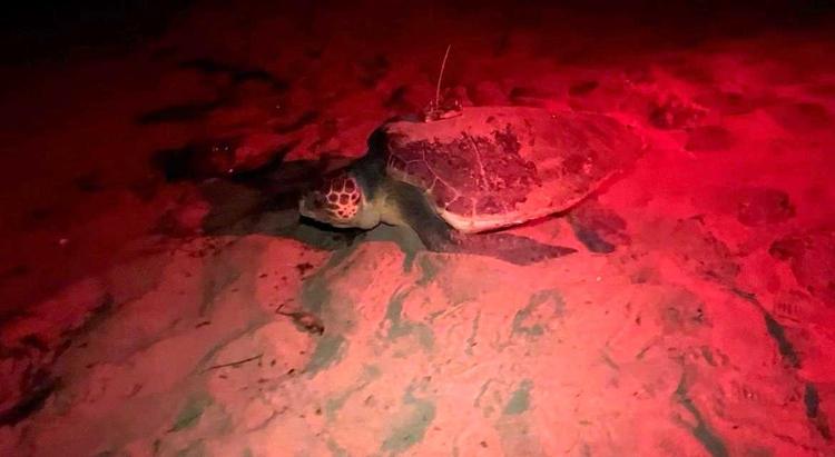 Diana y Mona convierten Dénia en refugio de 172 nuevos huevos de tortuga marina