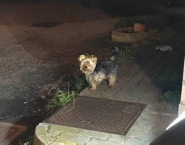 Avvistato/Trovato Cane Yorkshire