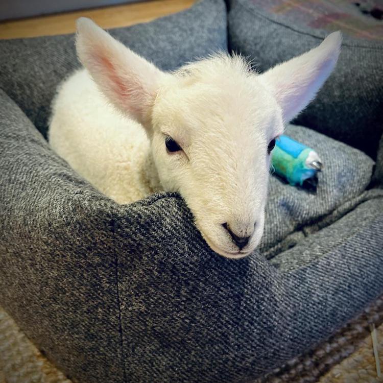 Something goes SNAP!