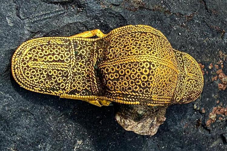 Elaborately crafted gold brooch uncovered in Denmark