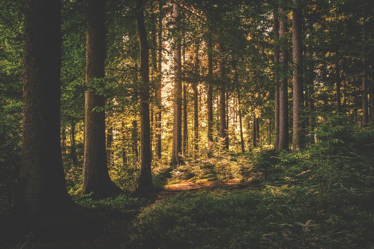 3 Lessons About Meetings from the Forest