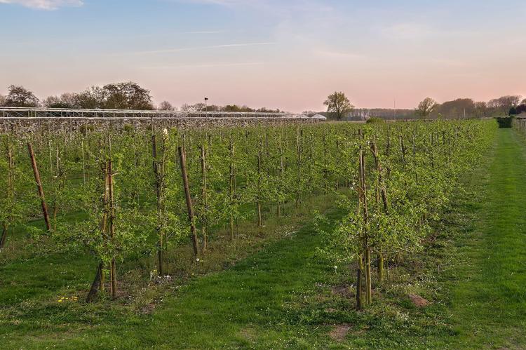 Stand van zaken voor bloesemspotters👀🌸