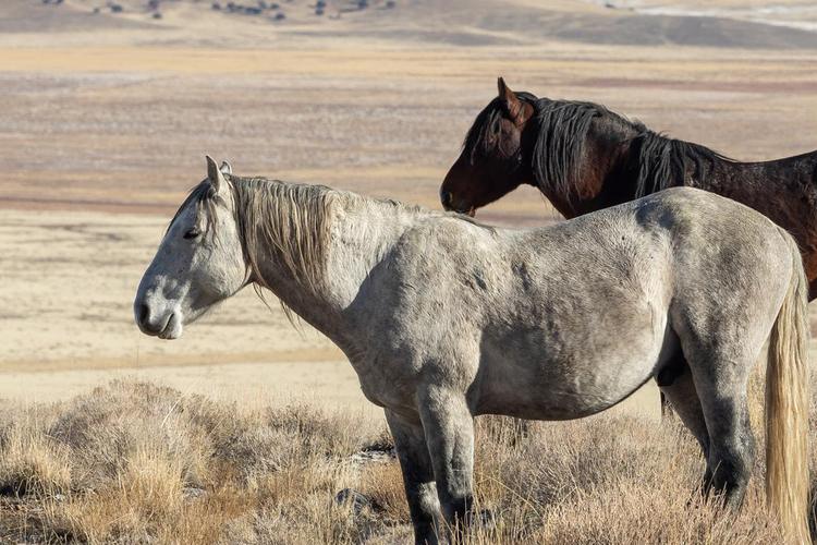 The first domesticated horses: 6,000 years of a complex relationship