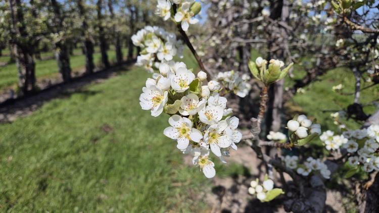 Bloesemalert: Perenbloesem in bloei