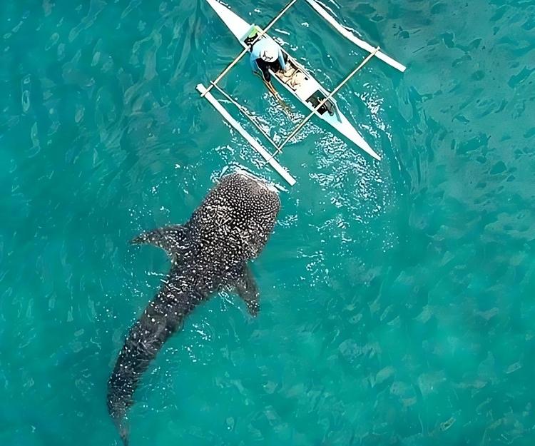 🐋Cebu Island