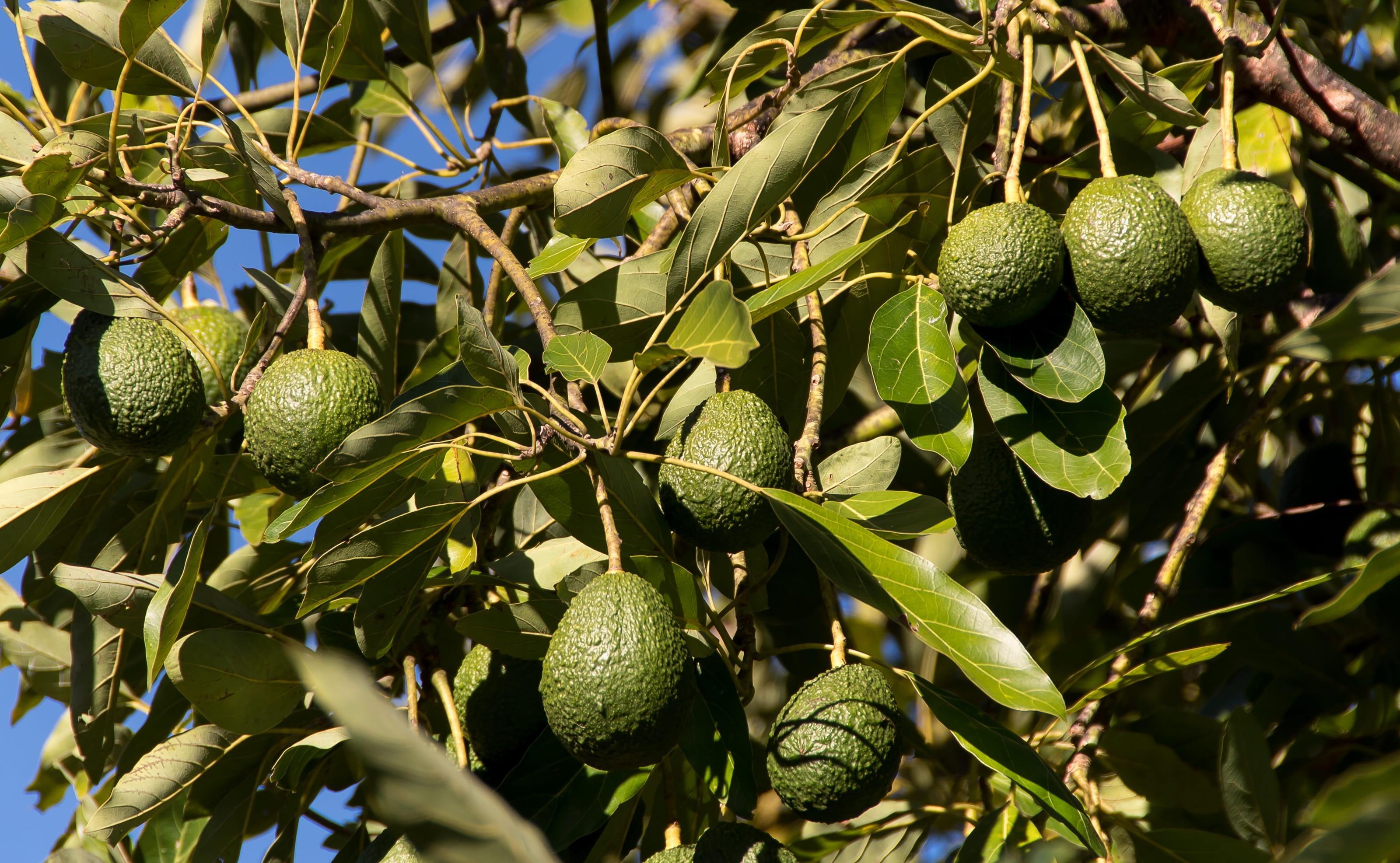 Banane e avocado sotto pressione: così l’agricoltura canaria si prepara al caldo
