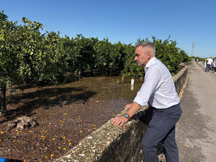 Agricultura repartirá tratamientos gratuitos para intentar salvar más de un millón de árboles afectados por la DANA 