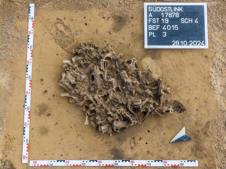 Ancient beaver bone pit in Germany points to early fur use