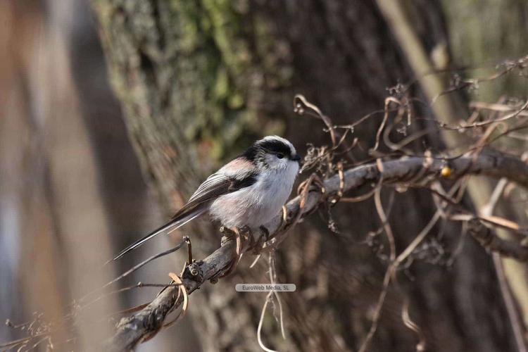 Zona de Especial Protección para las Aves: Ubiña-La Mesa en Quirós