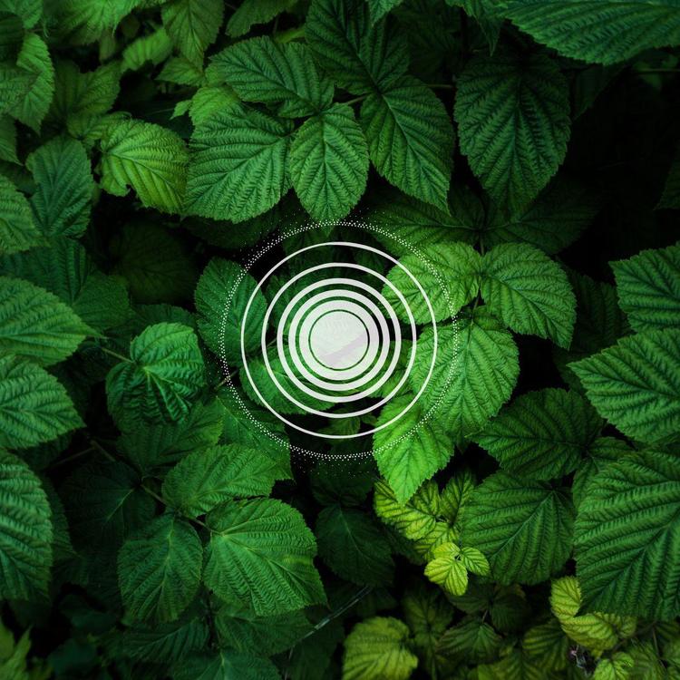 A natureza como fonte de abrigo e beleza 