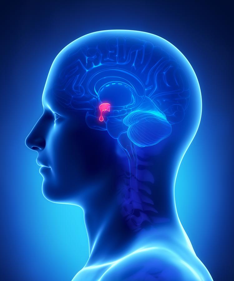Pituitary Gland Acupuncture Meridian