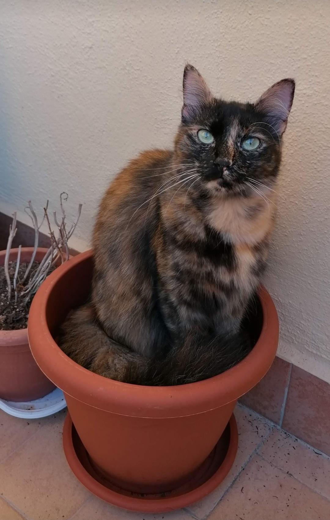 Gattino Smarrito