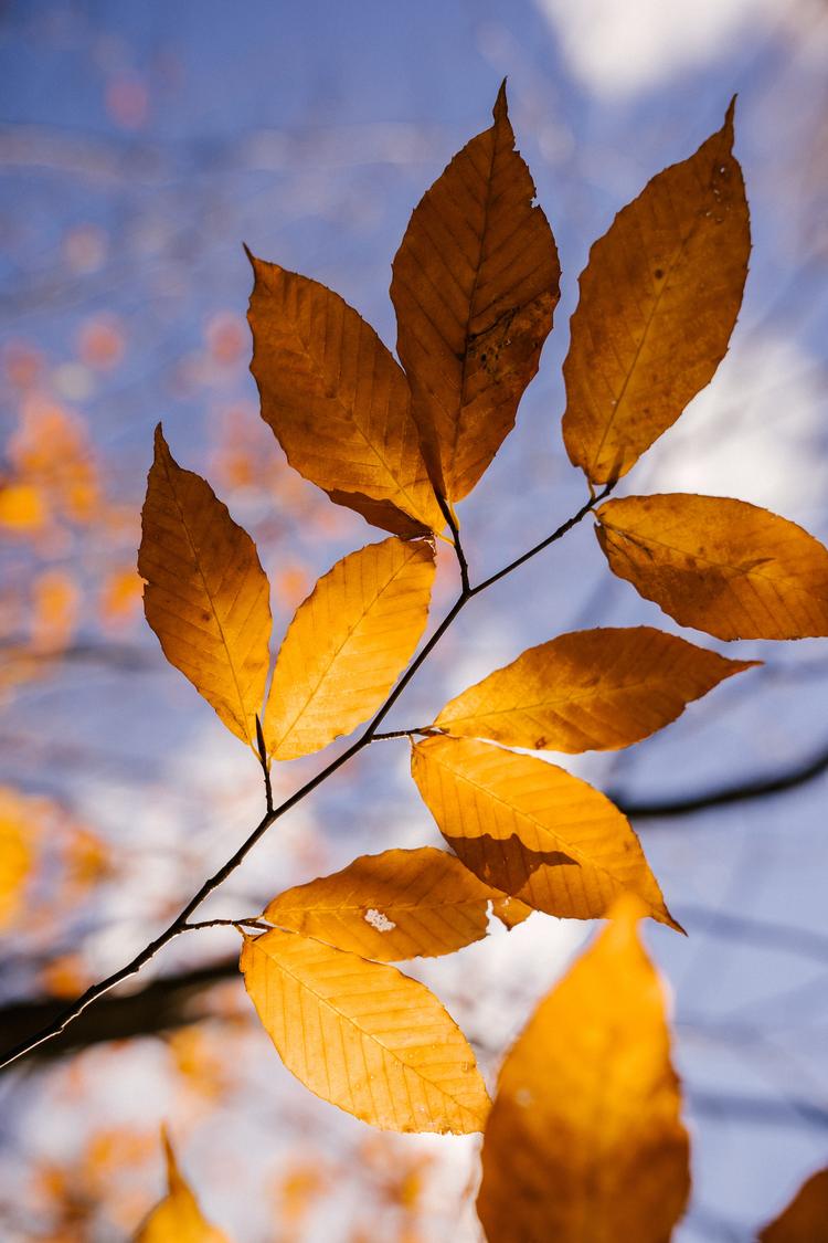 Autumn's Leafy Wisdom