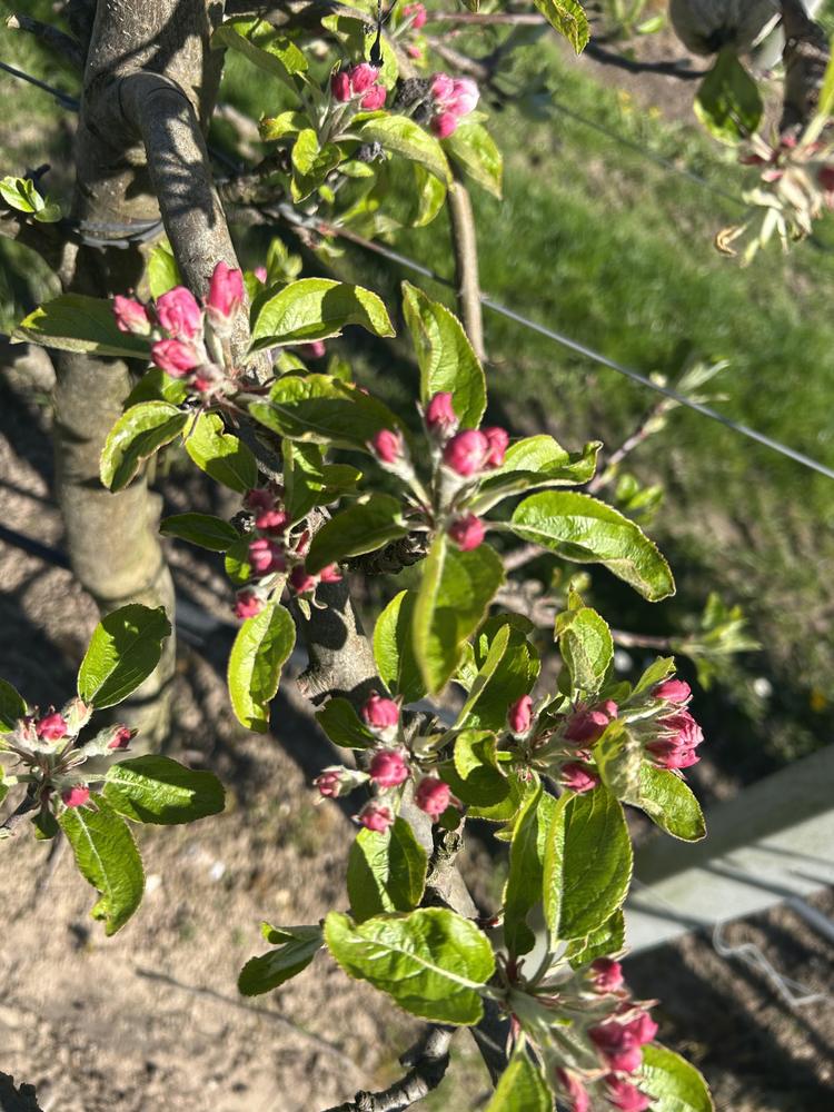 Bloesemalert: appelbloesem staat klaar om te knallen! 🌸