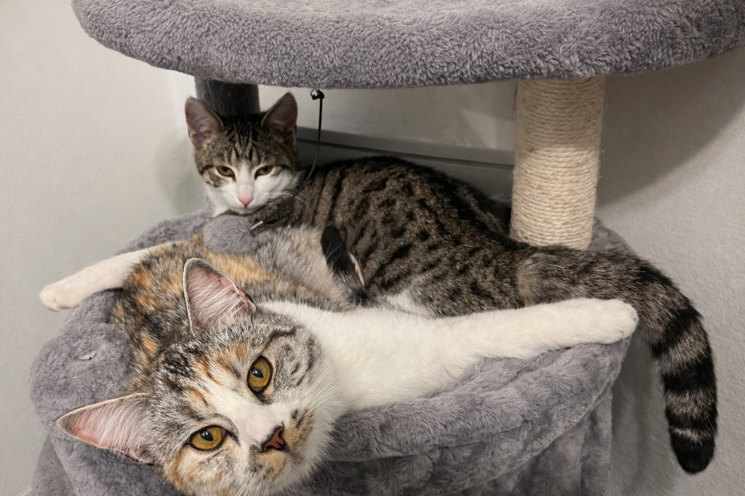 Katze Coco wird in Ahnsen vermisst.