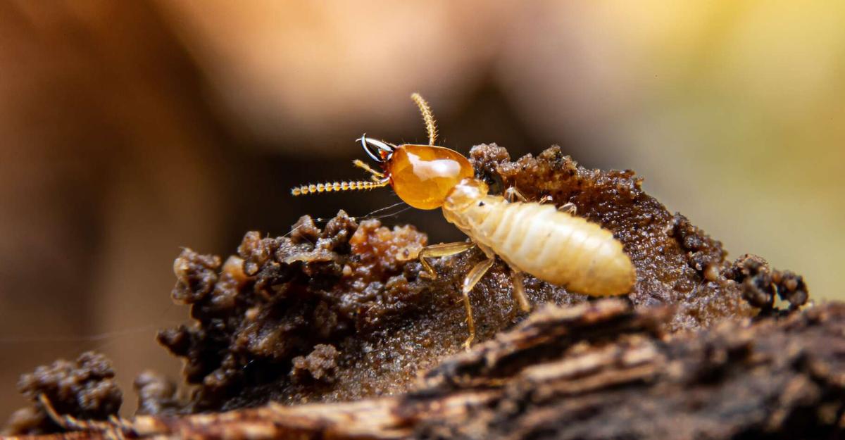 Quelles sont les méthodes de traitement anti-termite les plus efficaces pour les structures en bois en Martinique ?