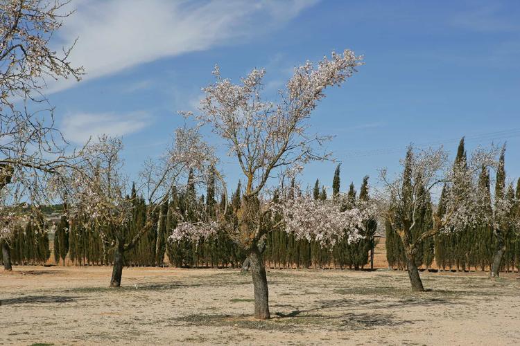 Almendro «Prunus dulcis»