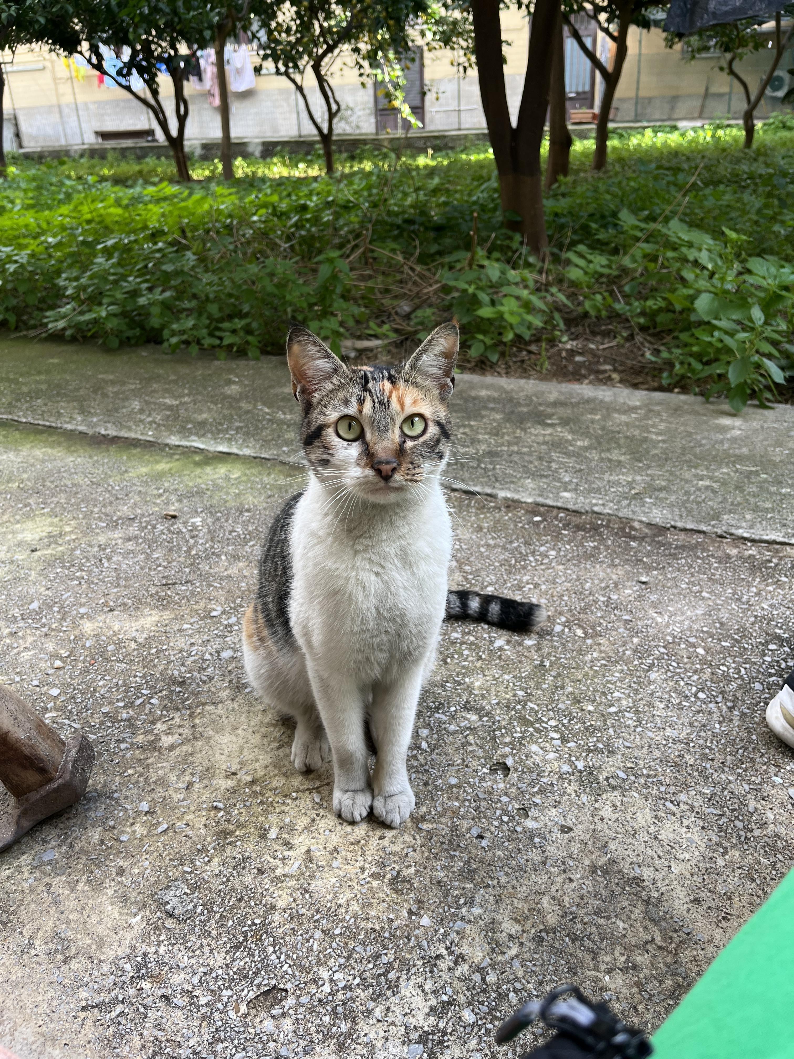 Trovato Gatto