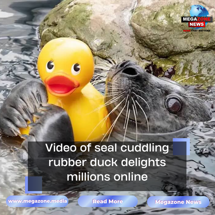 Video of seal cuddling rubber duck delights millions online