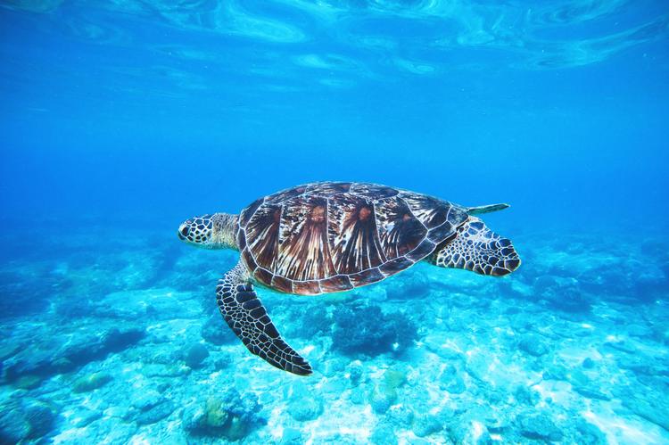 Menos del 1% del mar canario está realmente protegido: el informe que desmonta un mito