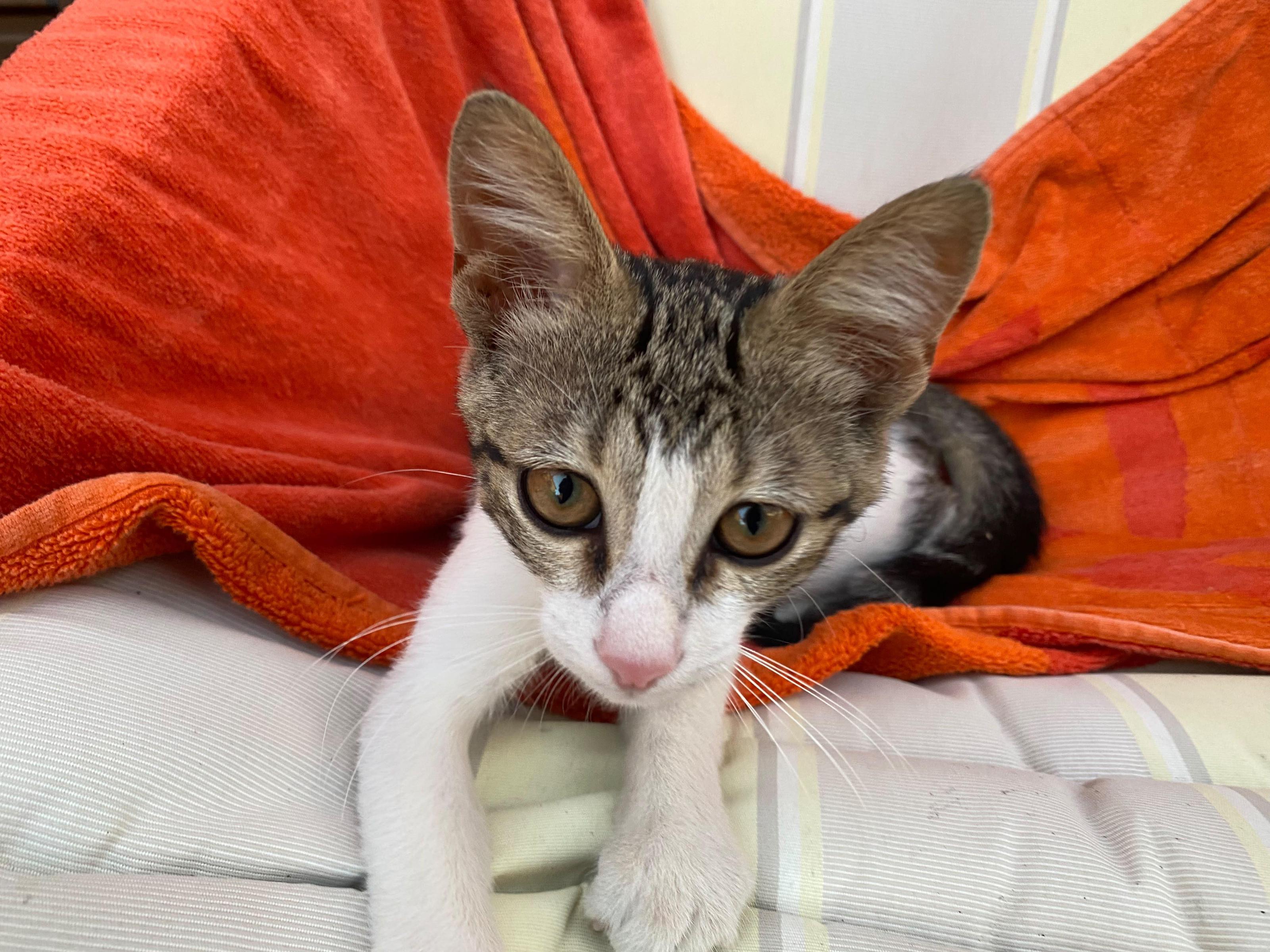 Gattino smarrito