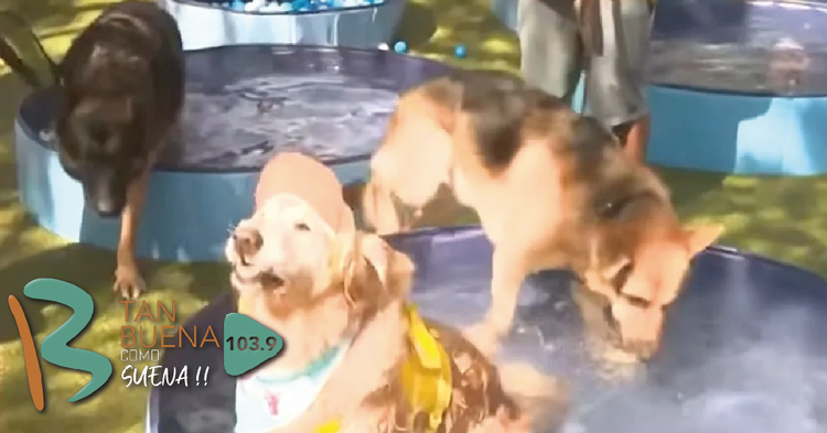 277 perros establecen un nuevo récord con la pool party canina más grande