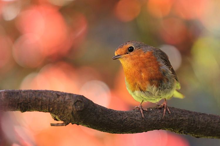 "Oh Robin You are So Dear ", Poem by Sarah Lou Cawdron 