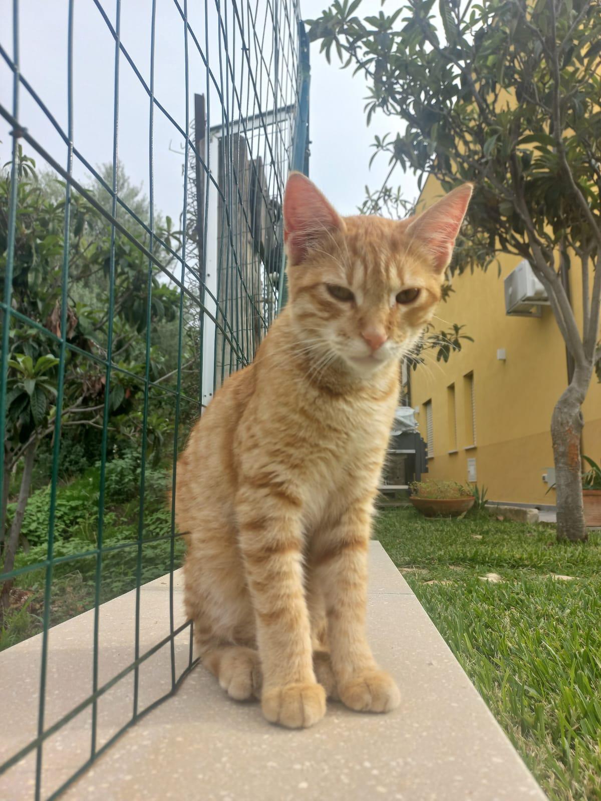 Trovato un gattino