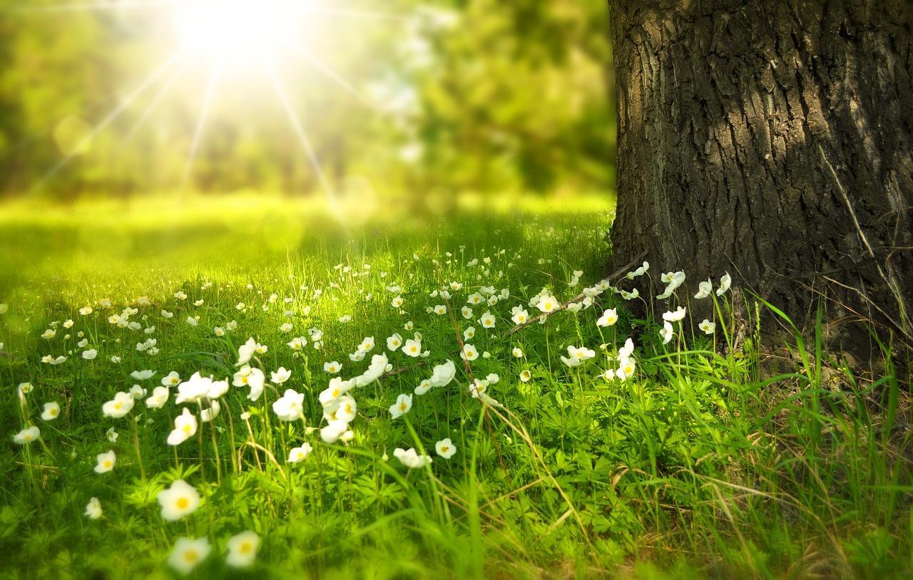 Primavera