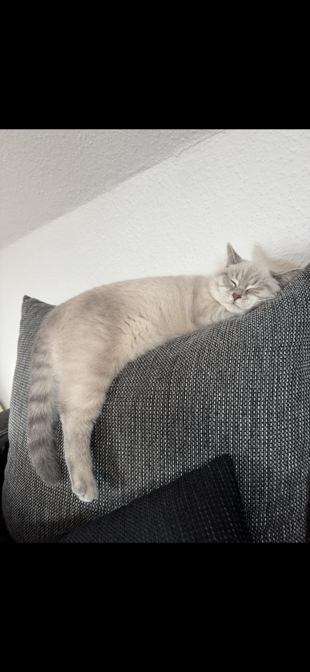 Meinersen: Katze Nala wird vermisst