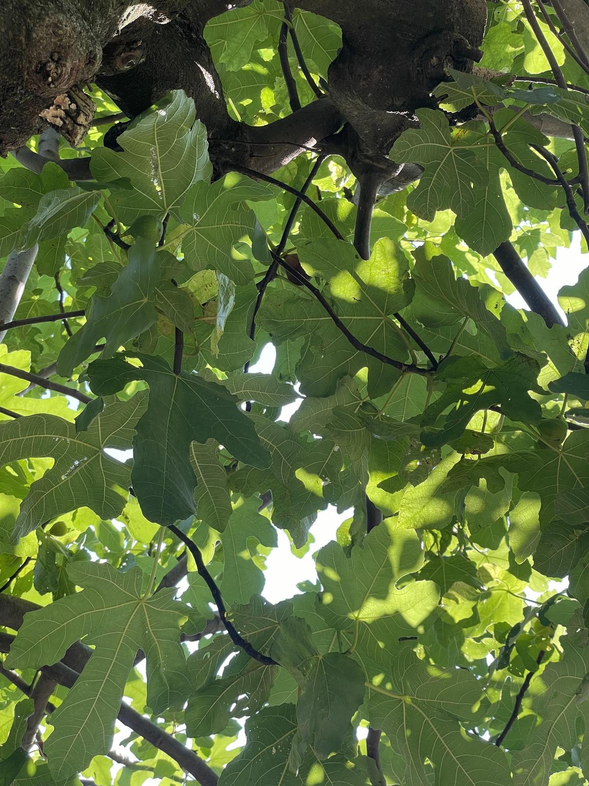 Mon annuaire de thérapeutes