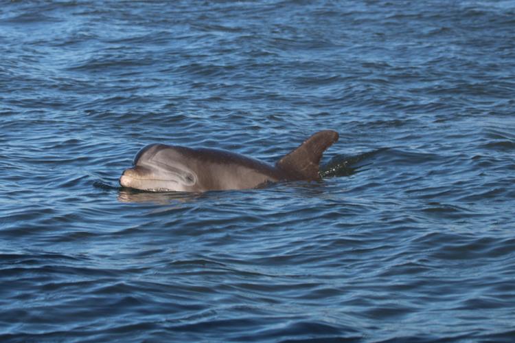 Dolphins along the ferry route